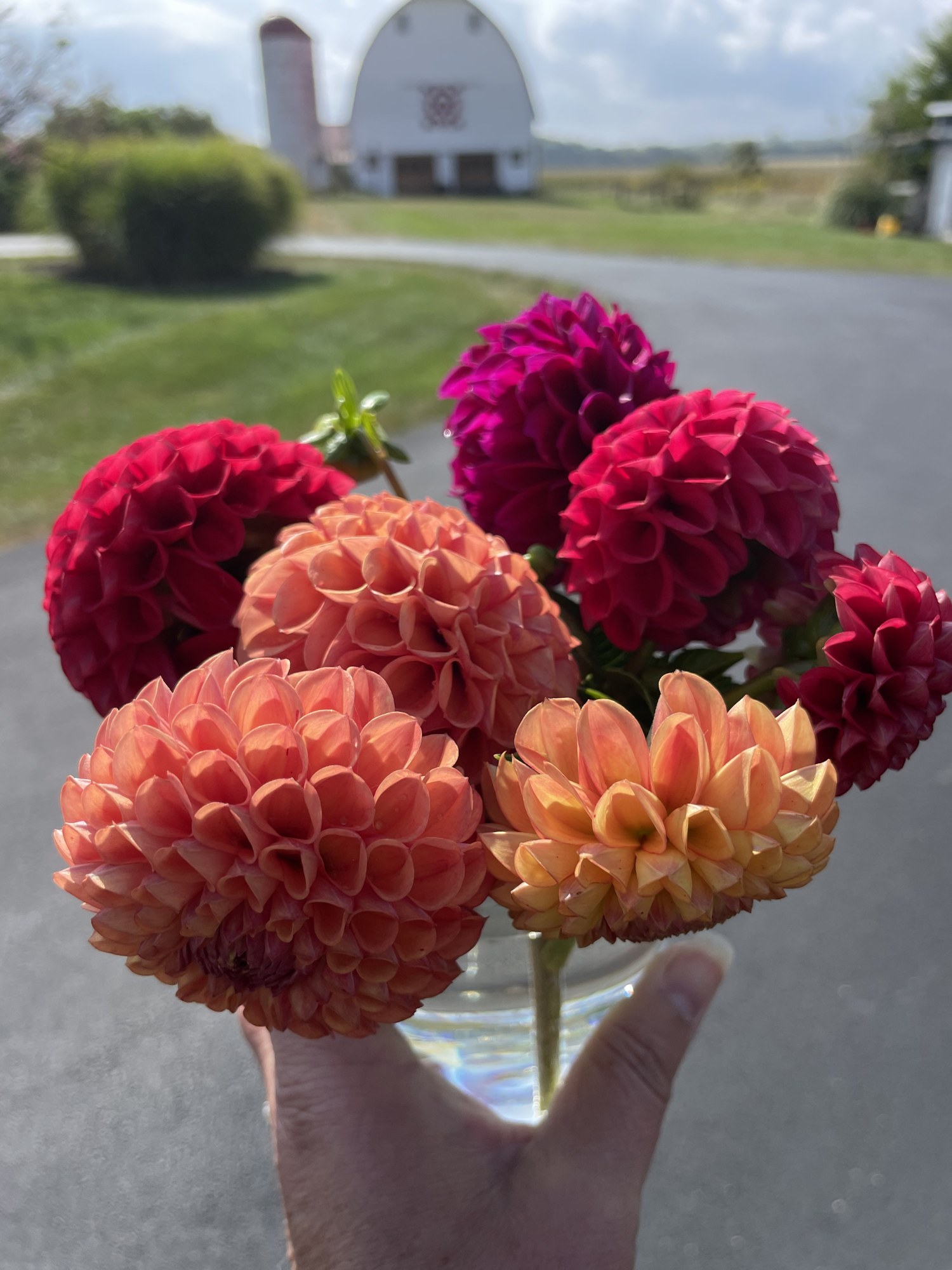 A vase of coral, magenta, and peach dahlias cut from the field, the barn behind