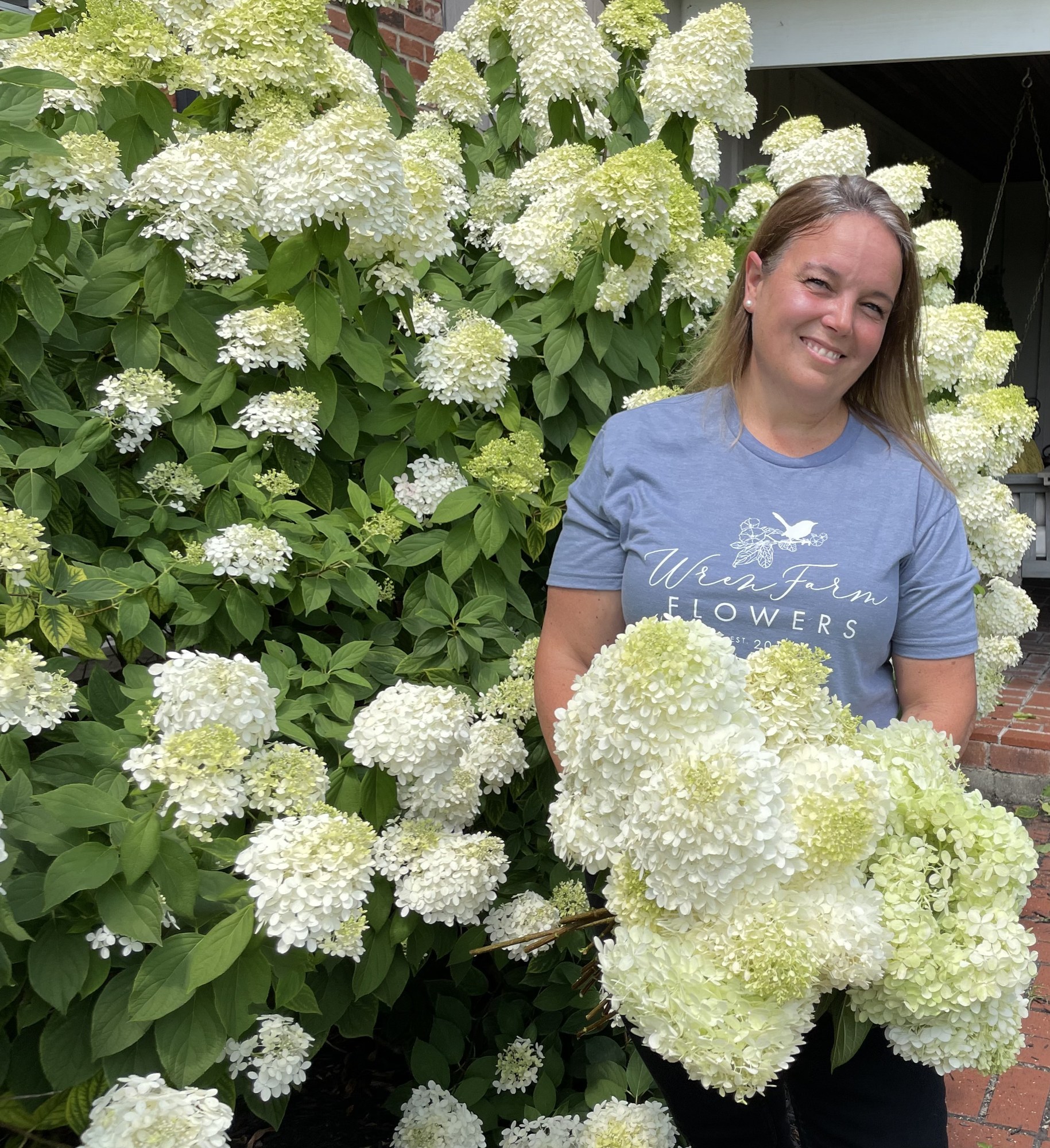 An armful of white limelight hydrangeas cut from the bushes beside the Wren Farm farmhouse