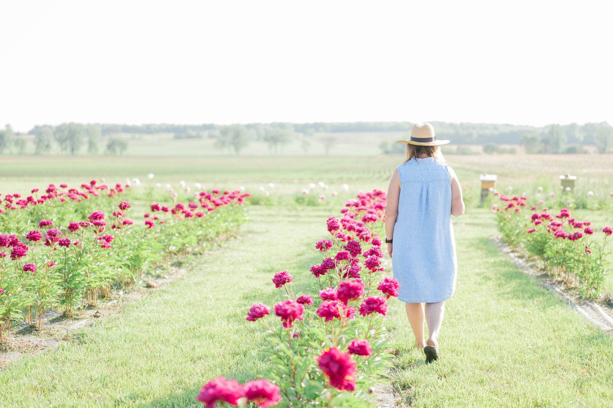 A woman in a straw hat walks between blooming peony rows at Wren Farm