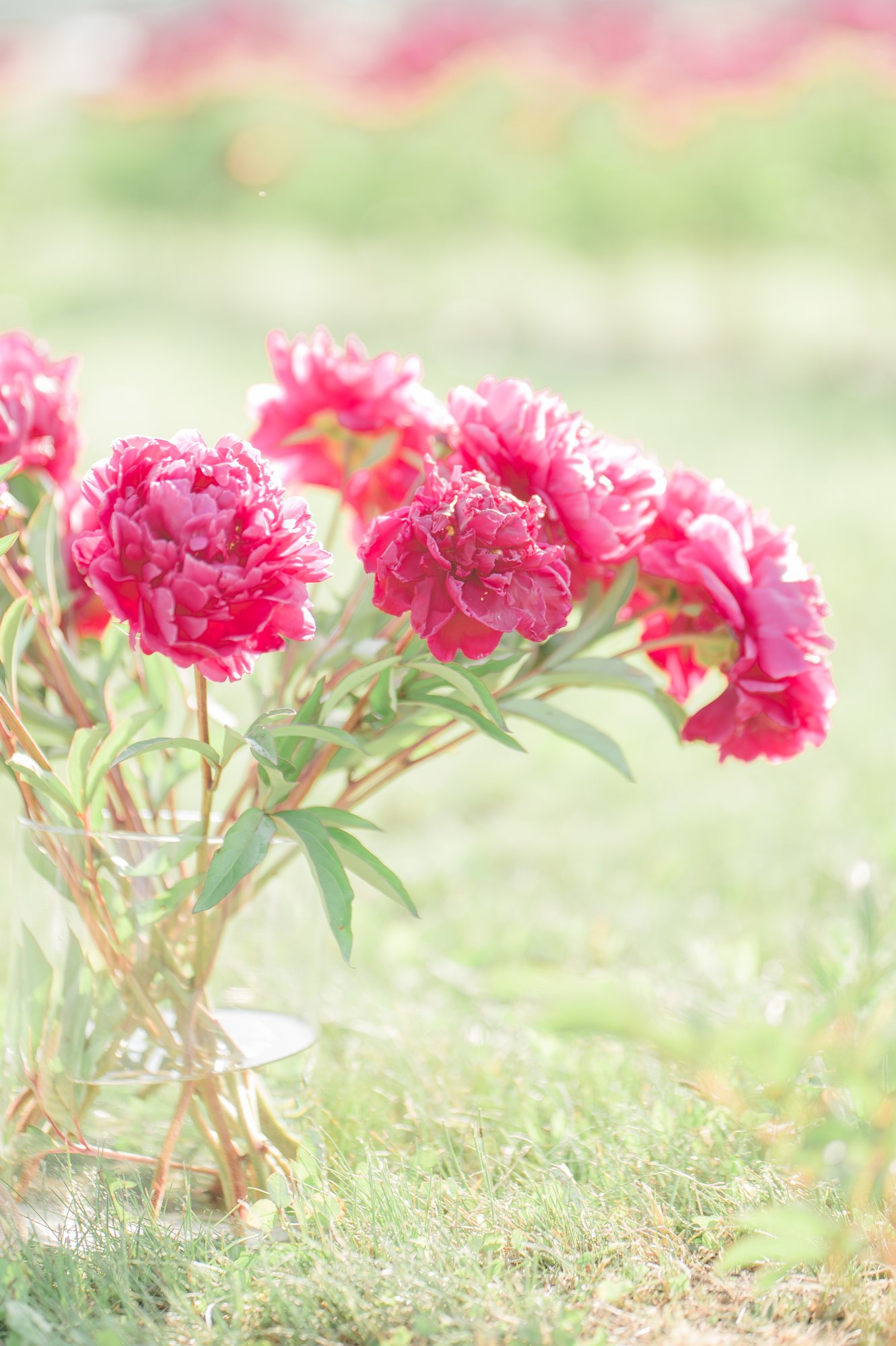 Peonies in a vase in the flower field.