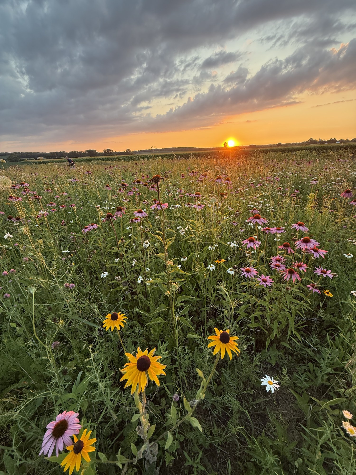 A field of coneflowers, black-eyed Susans, and daisies at sunset at Wren Farm